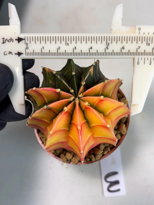 Gymnocalycium Lb Hybrid (gy3) (r3) | Imported Plants