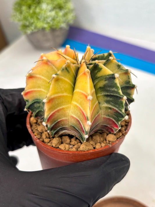 Gymnocalycium Lb Hybrid (gy3) (r4) | Imported Plants