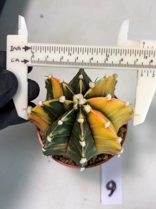 Gymnocalycium Lb Hybrid (gy3) (r6) | Imported Plants