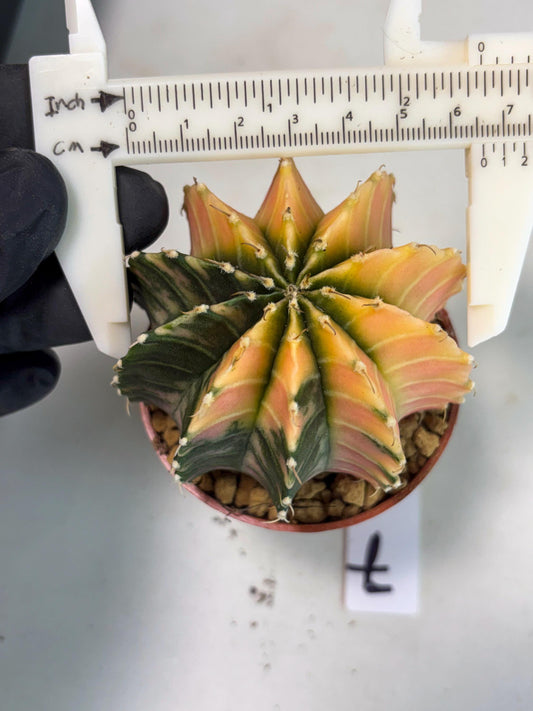 Gymnocalycium Lb Hybrid (gy3) (r7) | Imported Plants