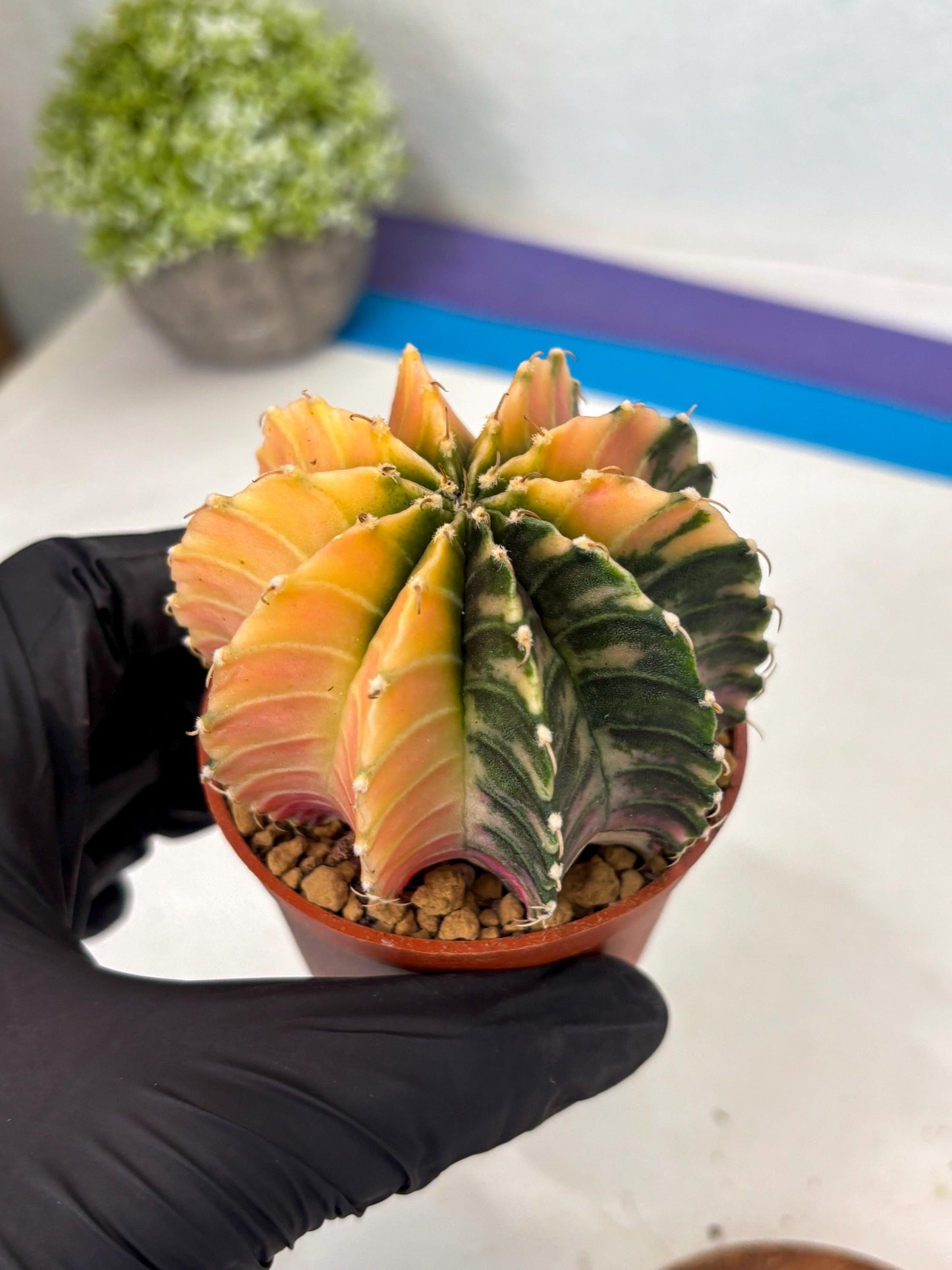 Gymnocalycium Lb Hybrid (gy3) (r7) | Imported Plants