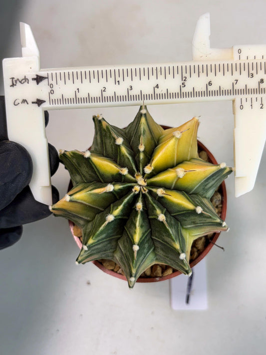 Gymnocalycium Lb Hybrid (gy3) (b1) | Imported Plants