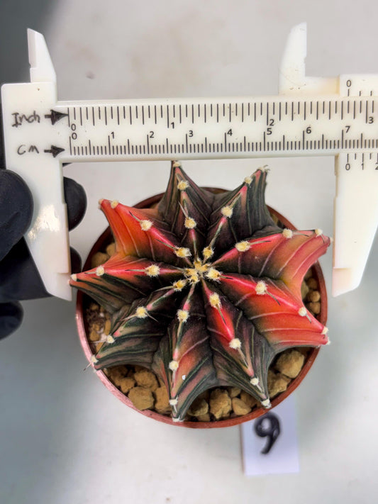 Gymnocalycium Lb Hybrid (gy3) (b6) | Imported Plants