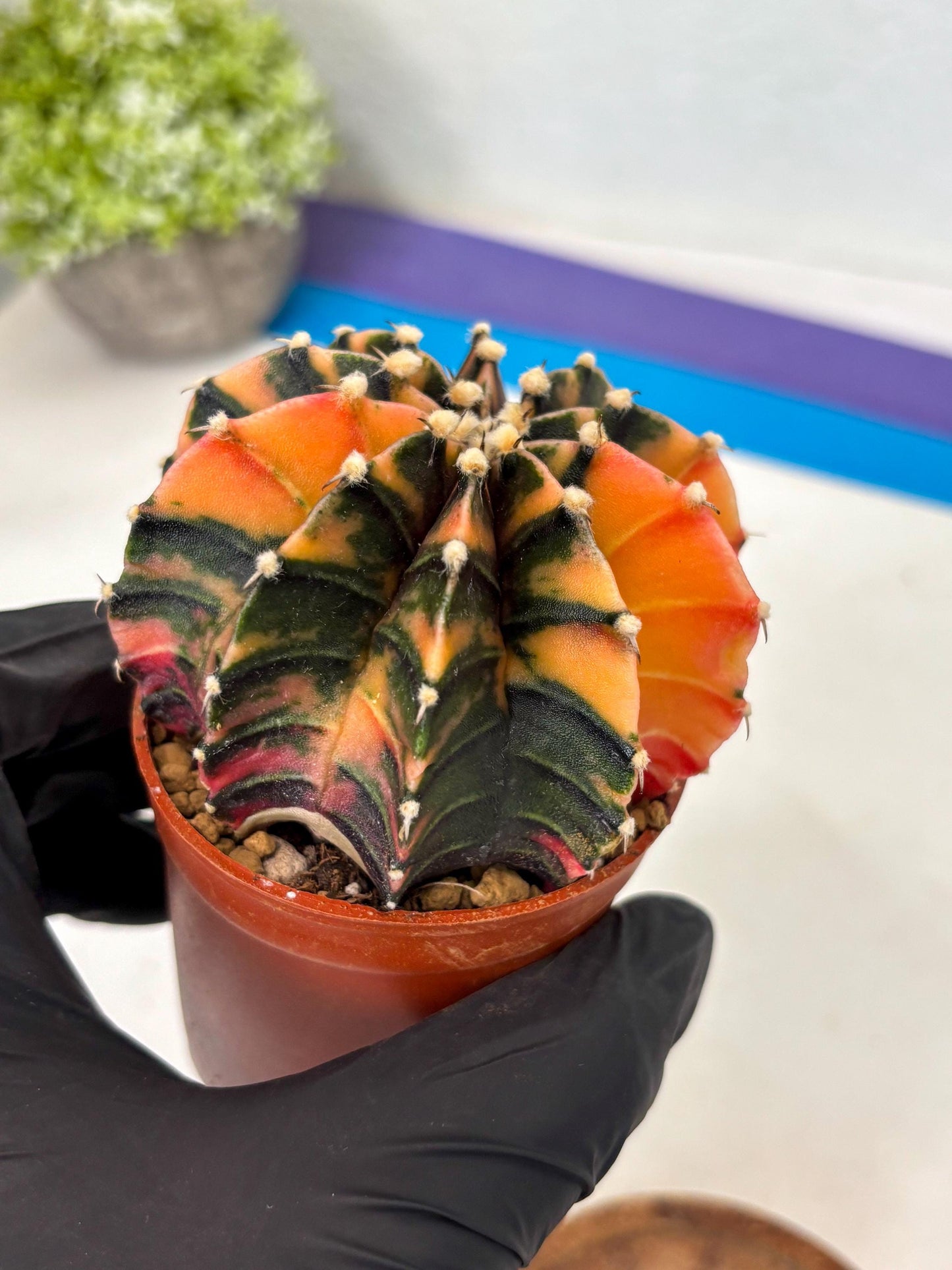 Gymnocalycium Lb Hybrid (gy3) (b5) | Imported Plants