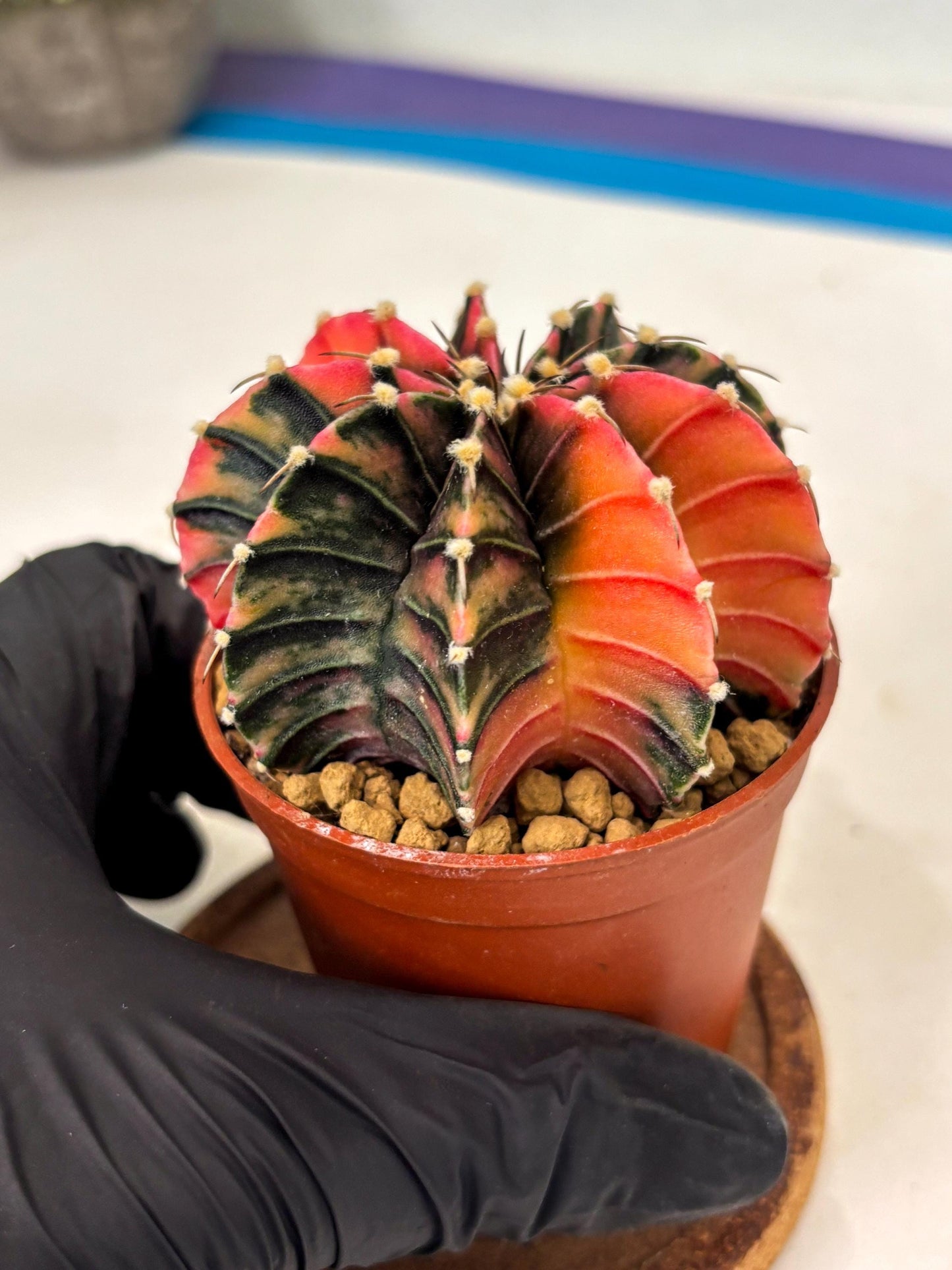 Gymnocalycium Lb Hybrid (gy3) (b6) | Imported Plants