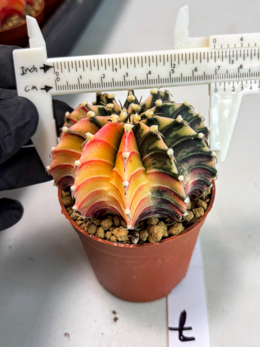 Gymnocalycium Lb Hybrid (gy3) (b7) | Imported Plants