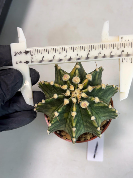 Gymnocalycium Lb Hybrid (gy3) (y1) | Imported Plants