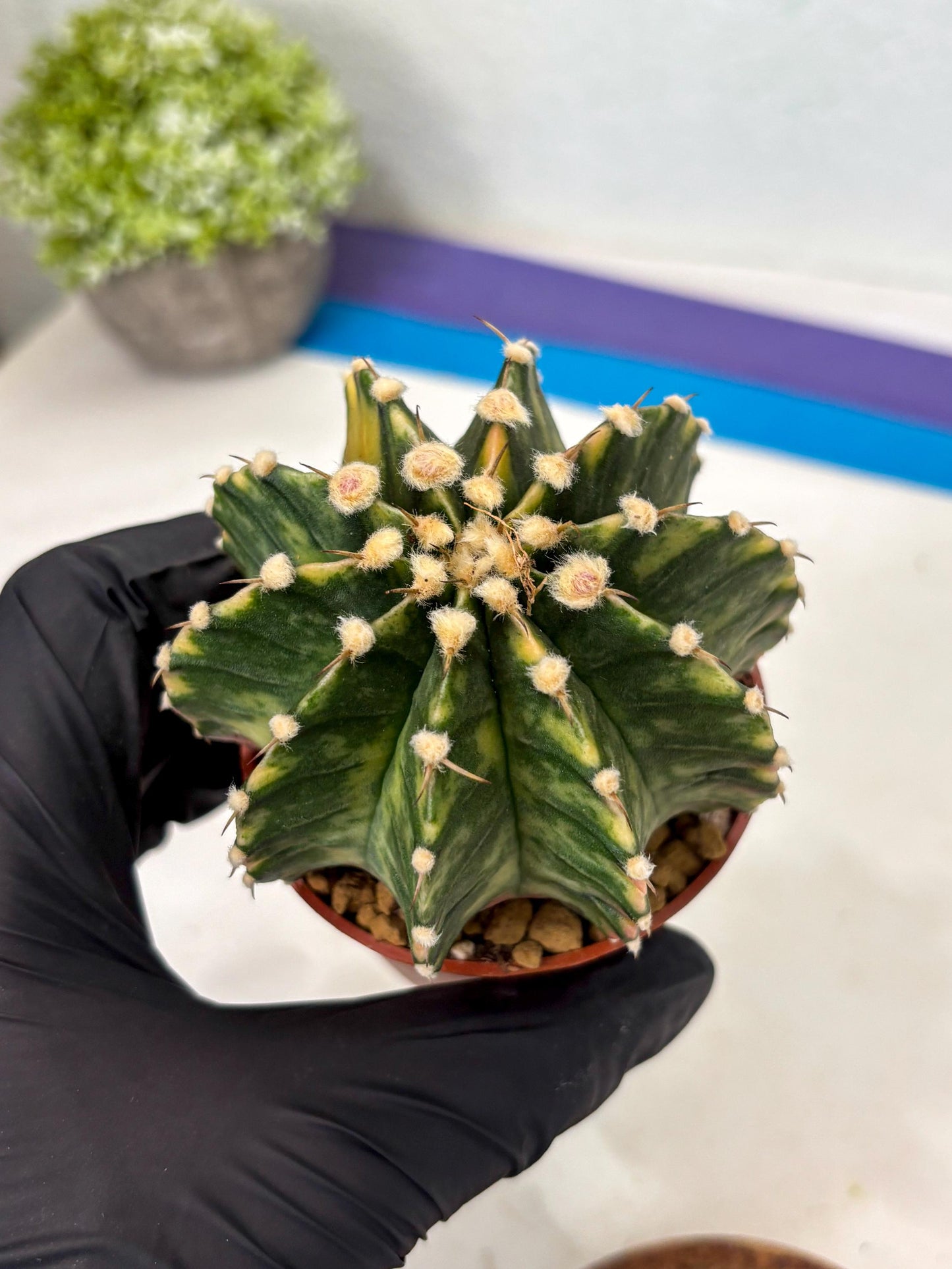 Gymnocalycium Lb Hybrid (gy3) (y1) | Imported Plants