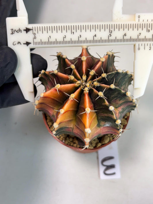 Gymnocalycium Lb Hybrid (gy3) (y3) | Imported Plants