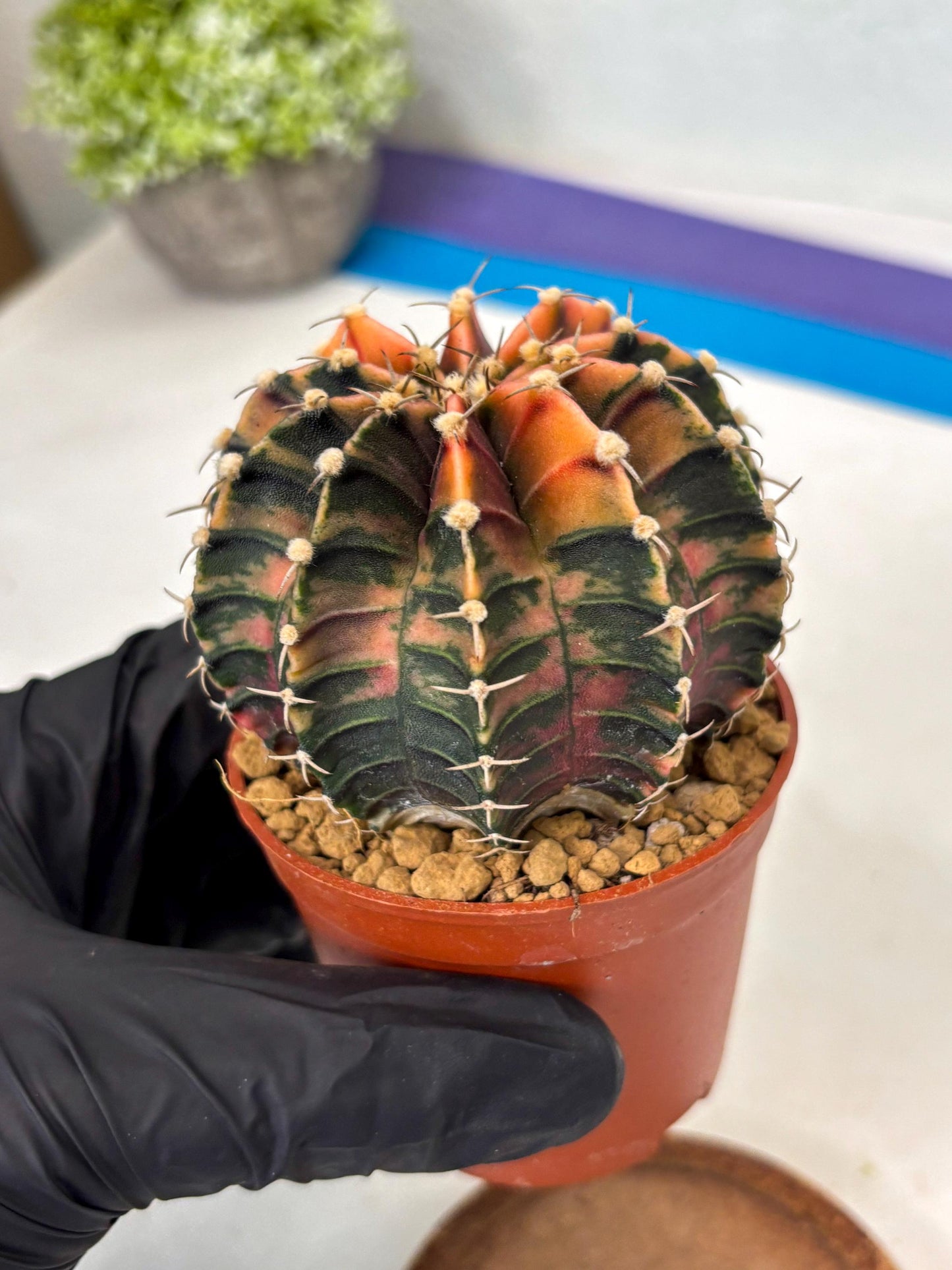 Gymnocalycium Lb Hybrid (gy3) (y3) | Imported Plants