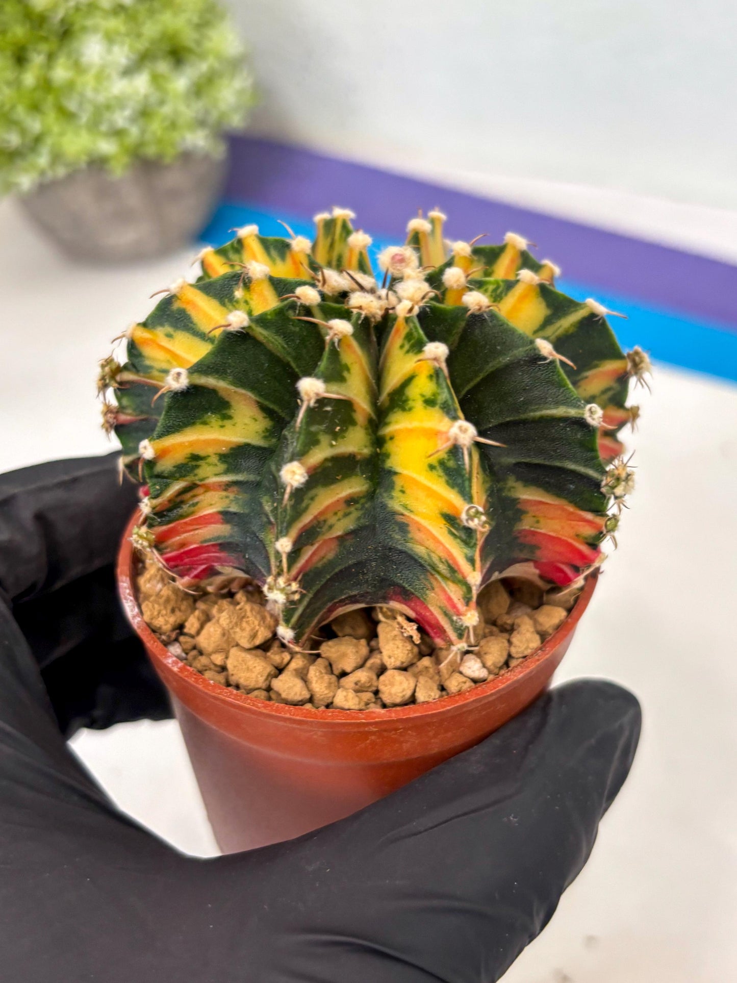 Gymnocalycium Lb Hybrid (gy3) (y7) | Imported Plants