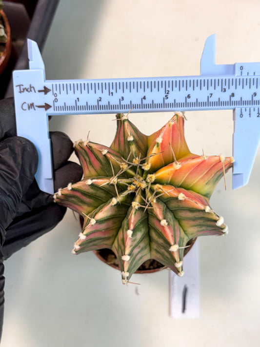 Gymnocalycium Lb Hybrid (gy4) (y1) | Imported Plants