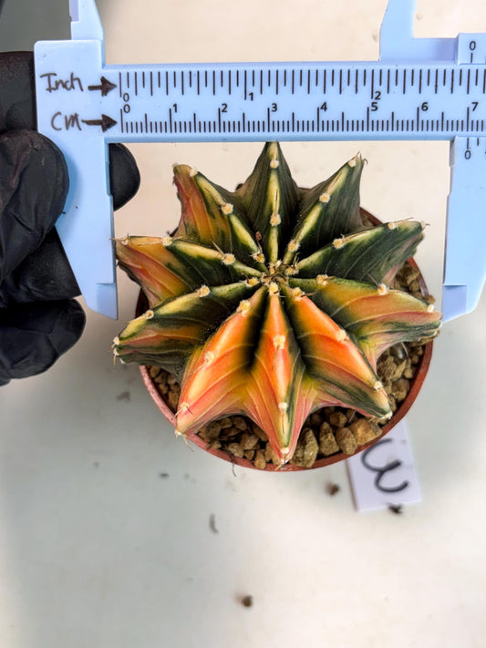 Gymnocalycium Lb Hybrid (gy4) (y3) | Imported Plants