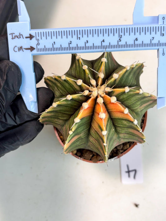Gymnocalycium Lb Hybrid (gy4) (y4) | Imported Plants