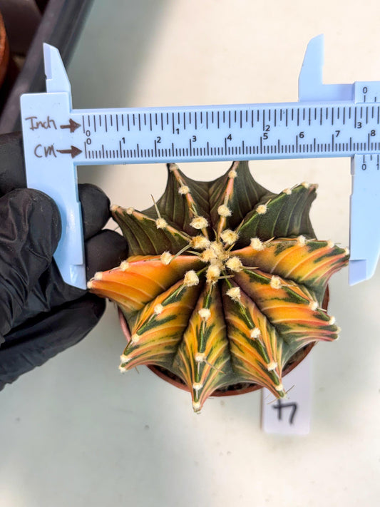 Gymnocalycium Lb Hybrid (gy4) (p4) | Imported Plants