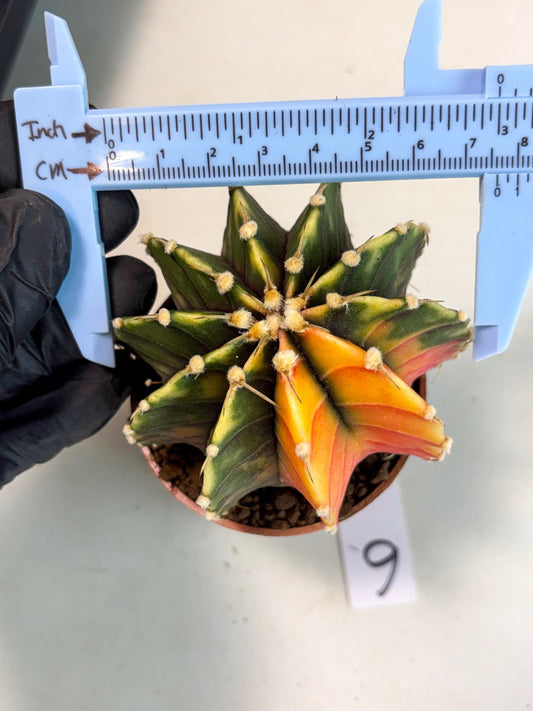 Gymnocalycium Lb Hybrid (gy4) (p6) | Imported Plants