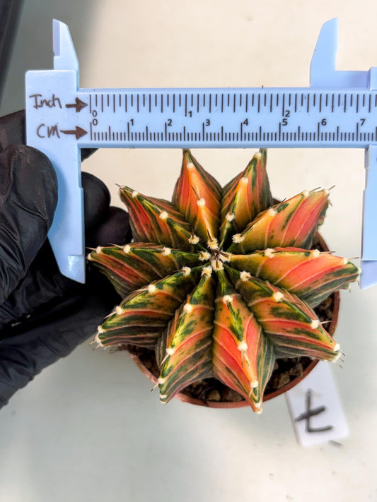 Gymnocalycium Lb Hybrid (gy4) (p7) | Imported Plants