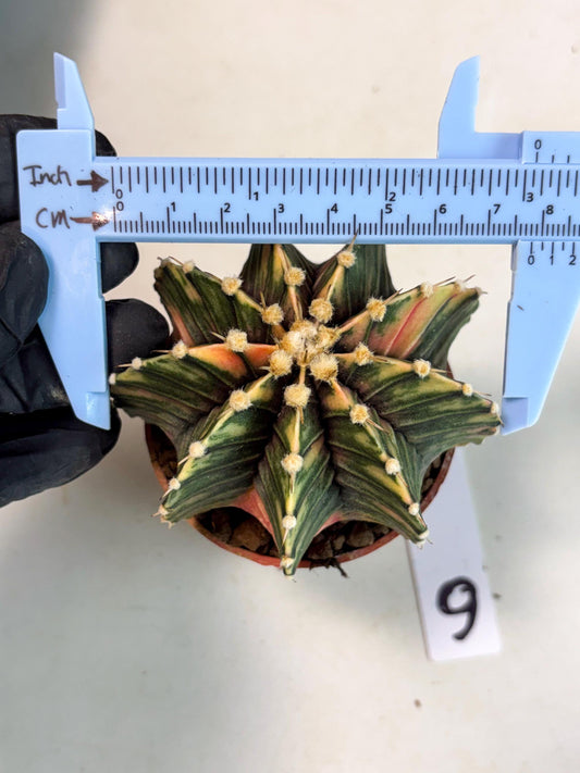 Gymnocalycium Lb Hybrid (gy5) (y6) | Imported Plants