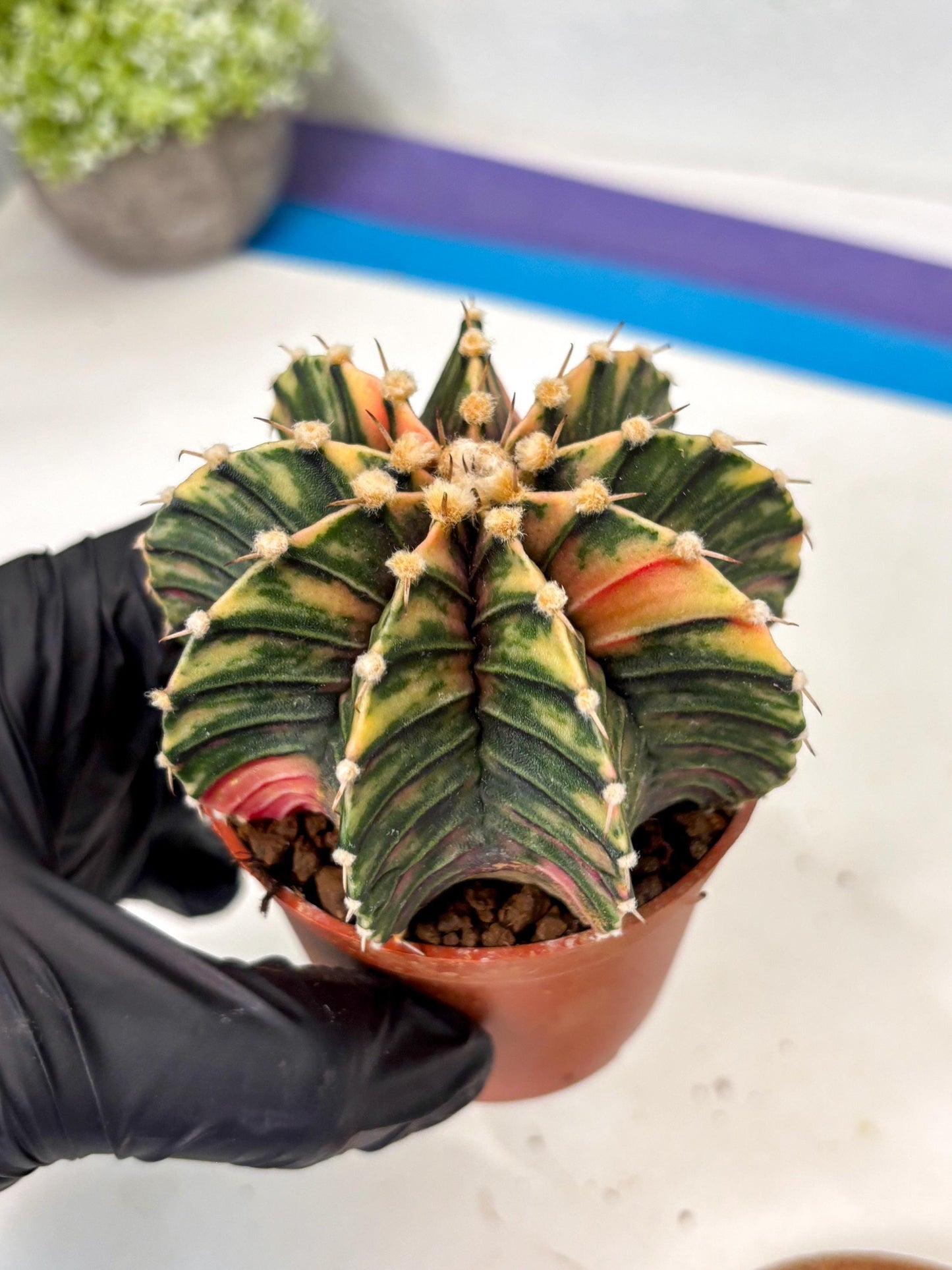 Gymnocalycium Lb Hybrid (gy5) (y6) | Imported Plants