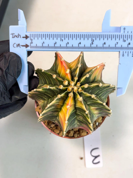 Gymnocalycium Lb Hybrid (gy5) (g3) | Imported Plants