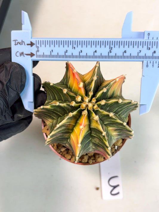 Gymnocalycium Lb Hybrid (gy5) (g3) | Imported Plants