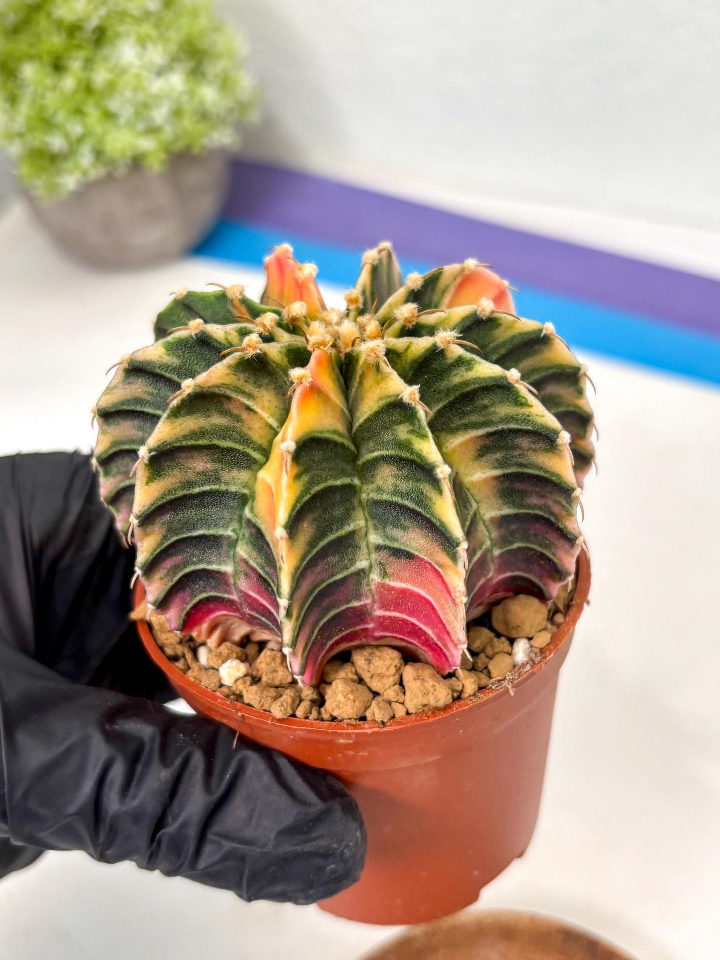 Gymnocalycium Lb Hybrid (gy5) (g3) | Imported Plants