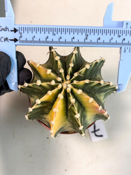 Gymnocalycium Lb Hybrid (gy5) (g7) | Imported Plants