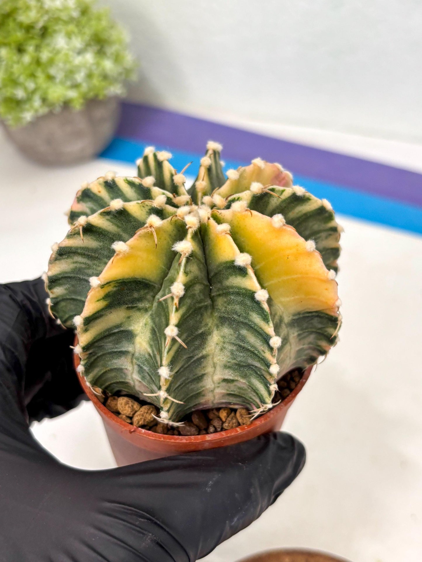 Gymnocalycium Lb Hybrid (gy5) (g7) | Imported Plants