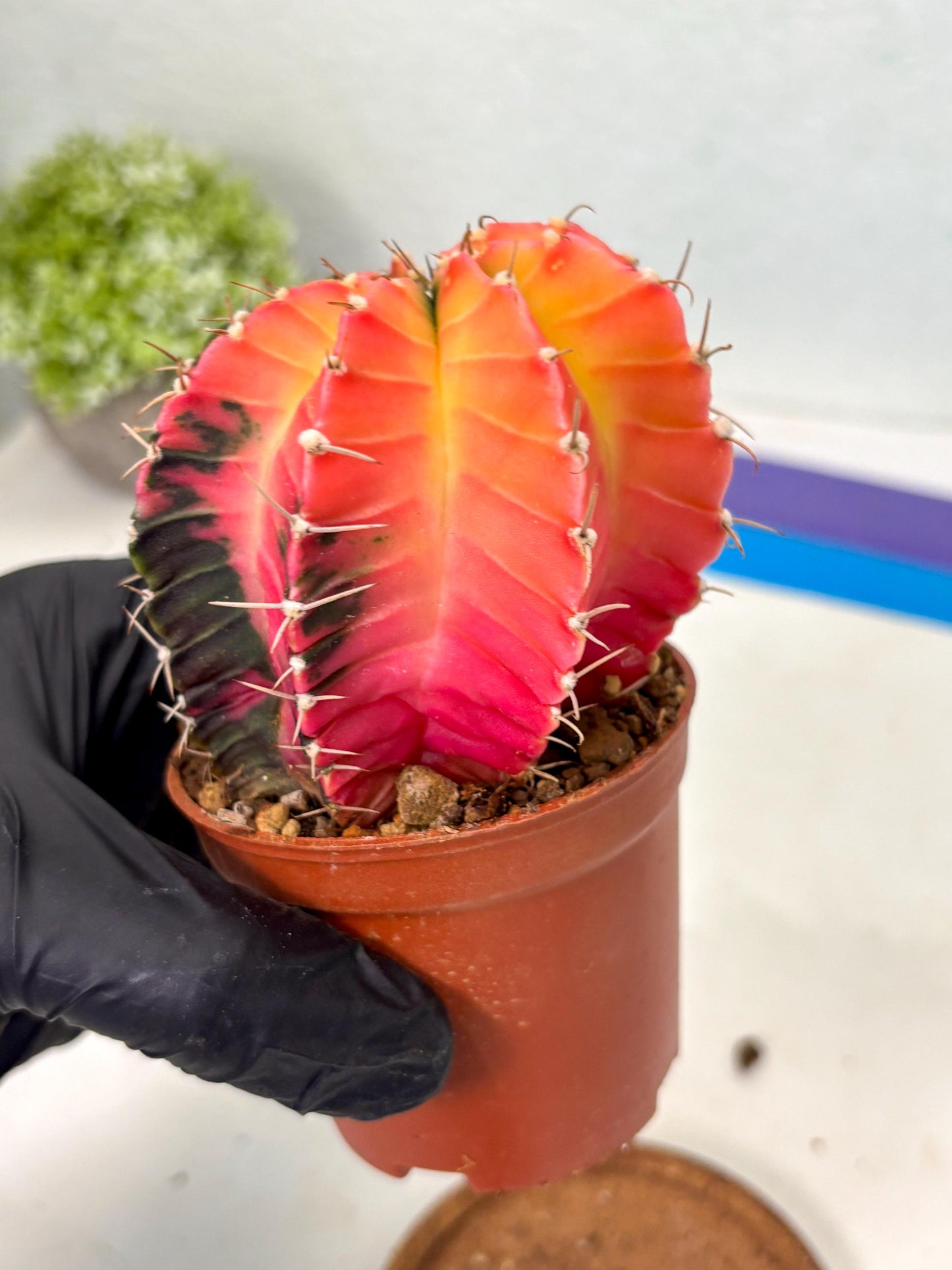 Gymnocalycium Lb Hybrid (gy5) (r4) | Imported Plants