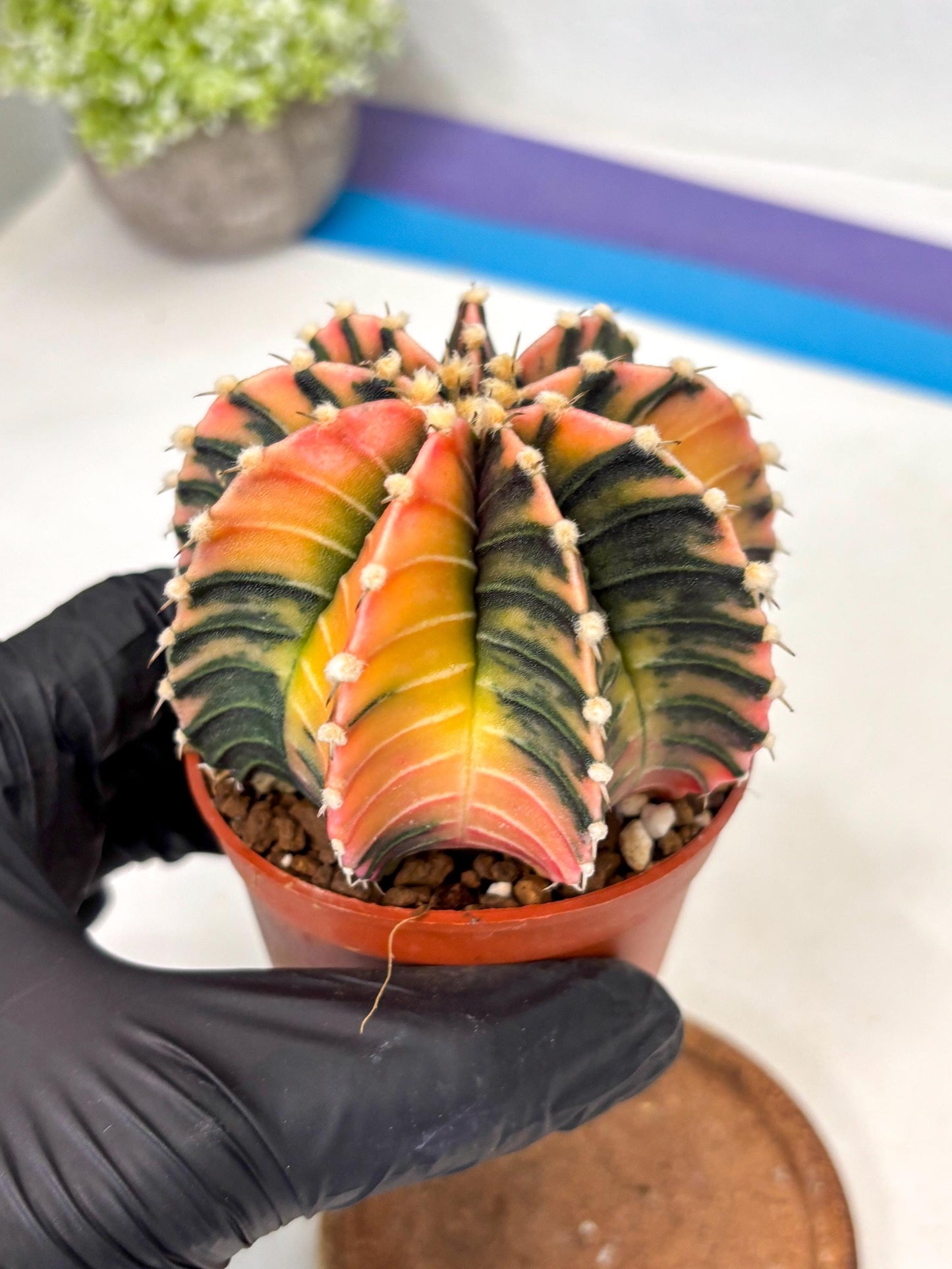 Gymnocalycium Lb Hybrid (gy5) (r7) | Imported Plants