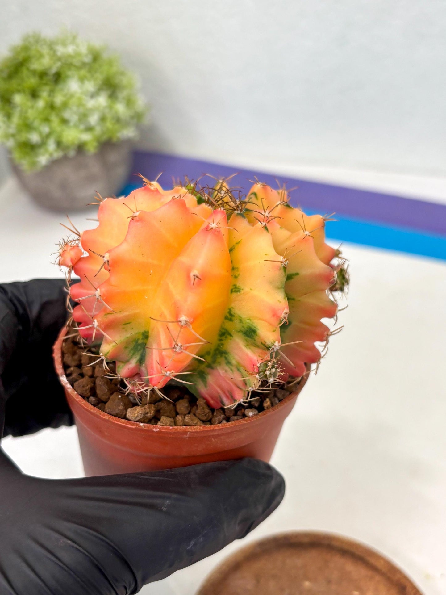 Gymnocalycium Mihanovichii (gy10) (y4) | Big Variegated cactus