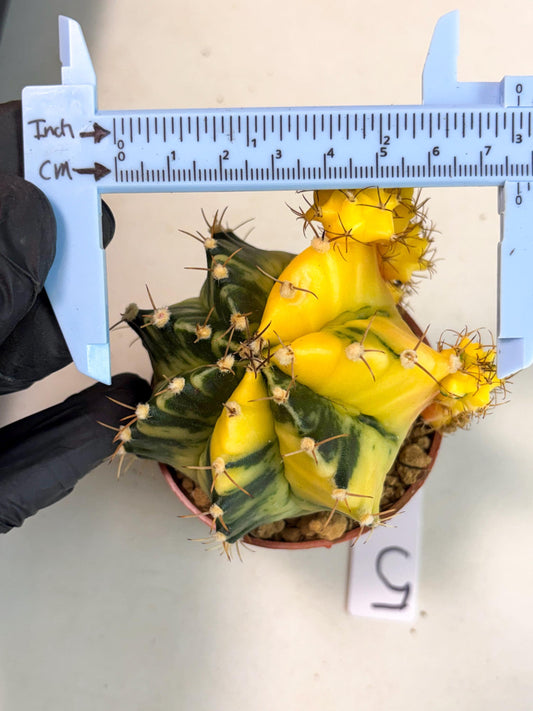 Gymnocalycium Mihanovichii (gy10) (y5) | Imported Plants