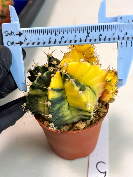 Gymnocalycium Mihanovichii (gy10) (y5) | Big Variegated cactus