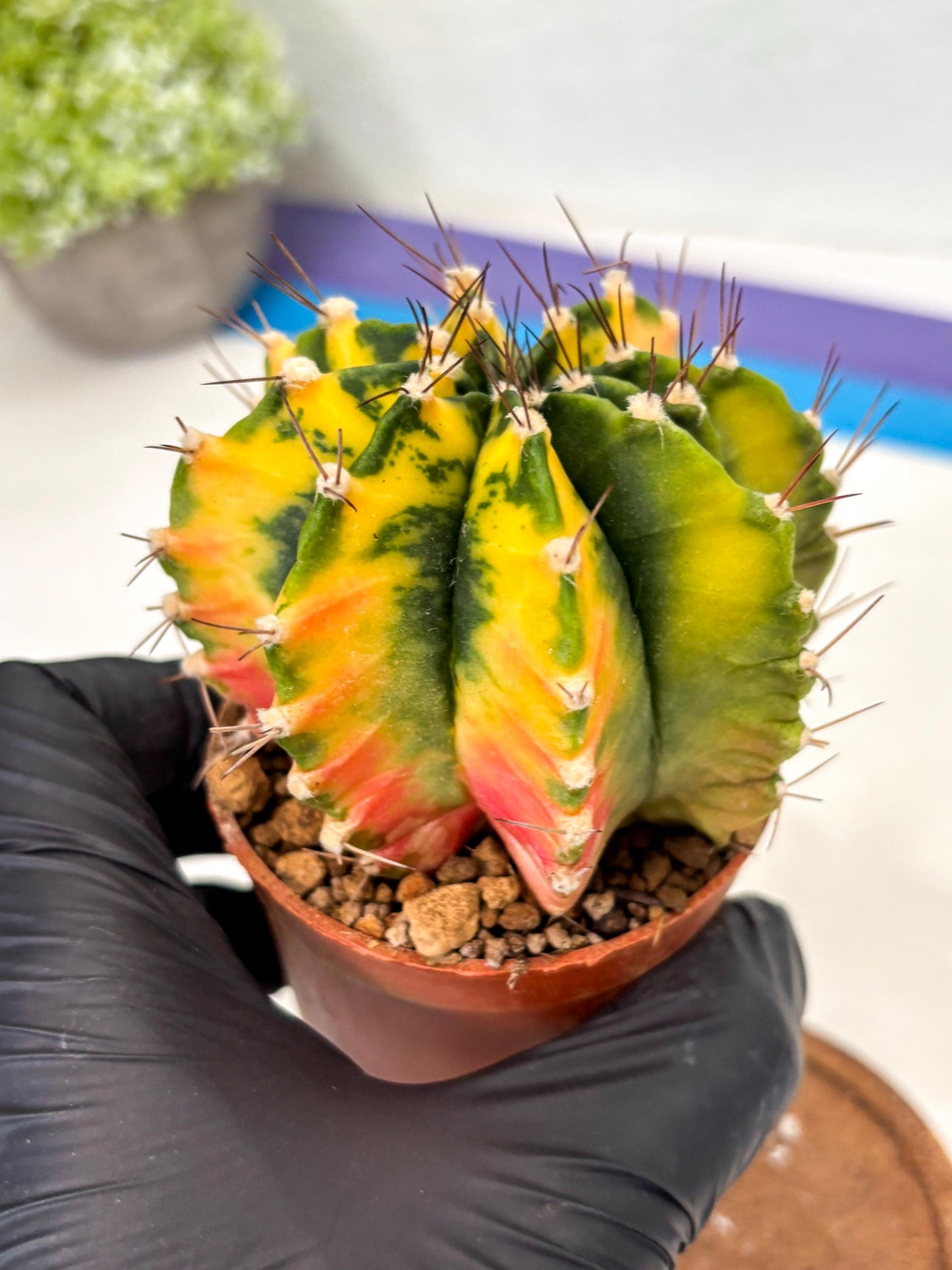 Gymnocalycium Mihanovichii (gy10) (p1) | Imported Plants