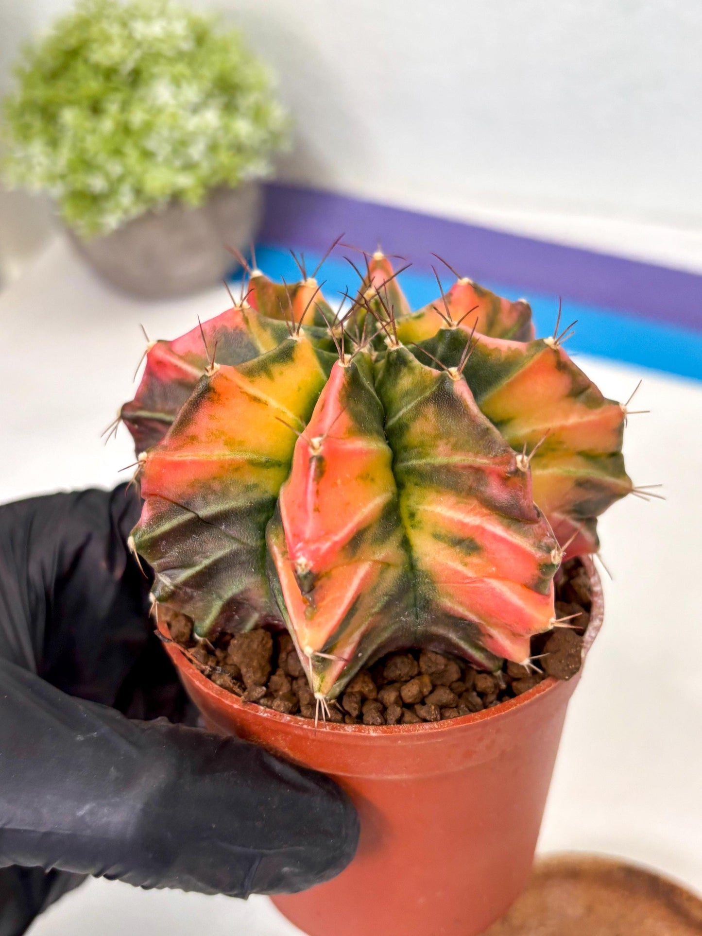 Gymnocalycium Mihanovichii (gy10) (p3) | Big Variegated cactus