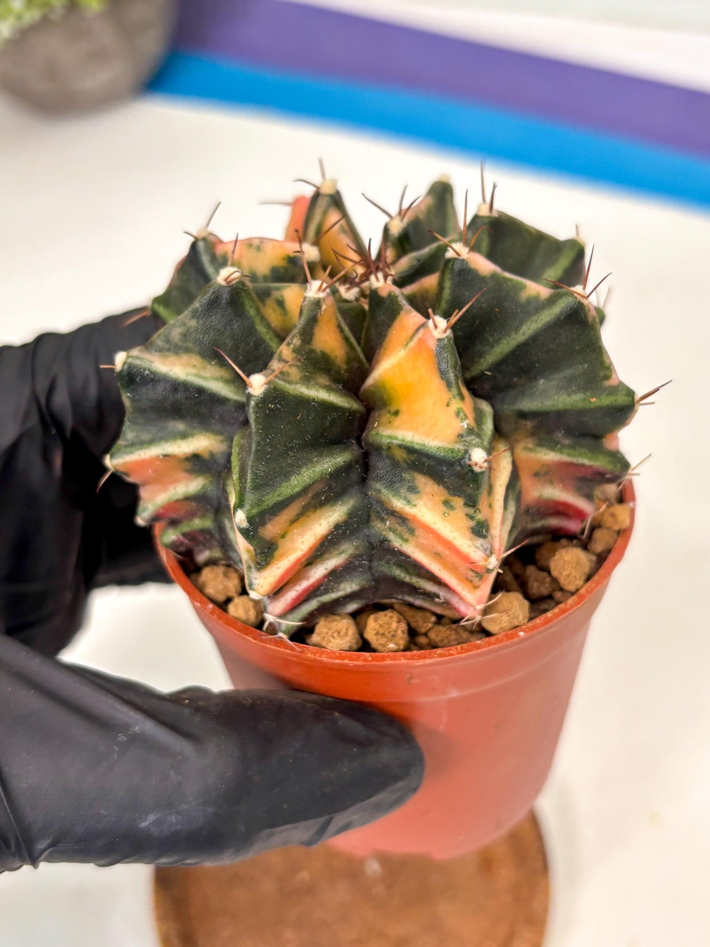 Gymnocalycium Mihanovichii (gy10) (p6) | Big Variegated cactus