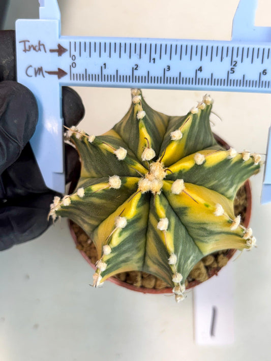 Gymnocalycium Mihanovichii (gy10) (g1) | Imported Plants