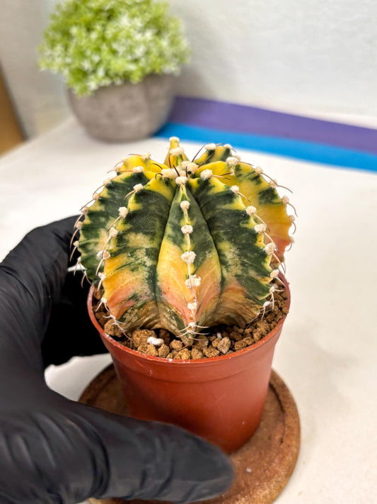 Gymnocalycium Mihanovichii (gy10) (g1) | Mature Cactus