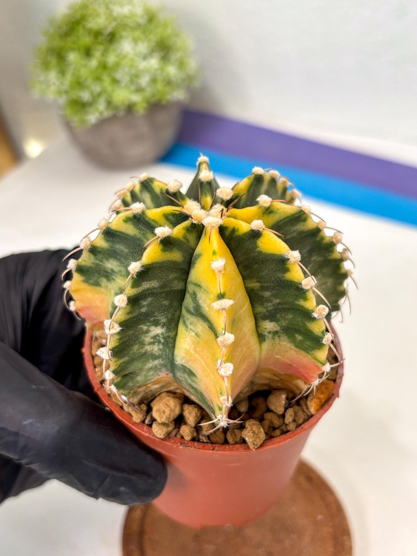 Gymnocalycium Mihanovichii (gy10) (g1) | Mature Cactus
