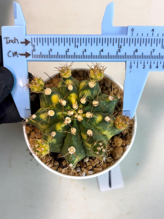 Gymnocalycium Mihanovichii (gy15) (g1) | Imported Plants