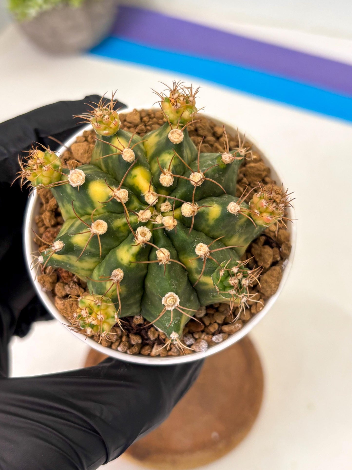 Gymnocalycium Mihanovichii (gy15) (g1) | Imported Plants