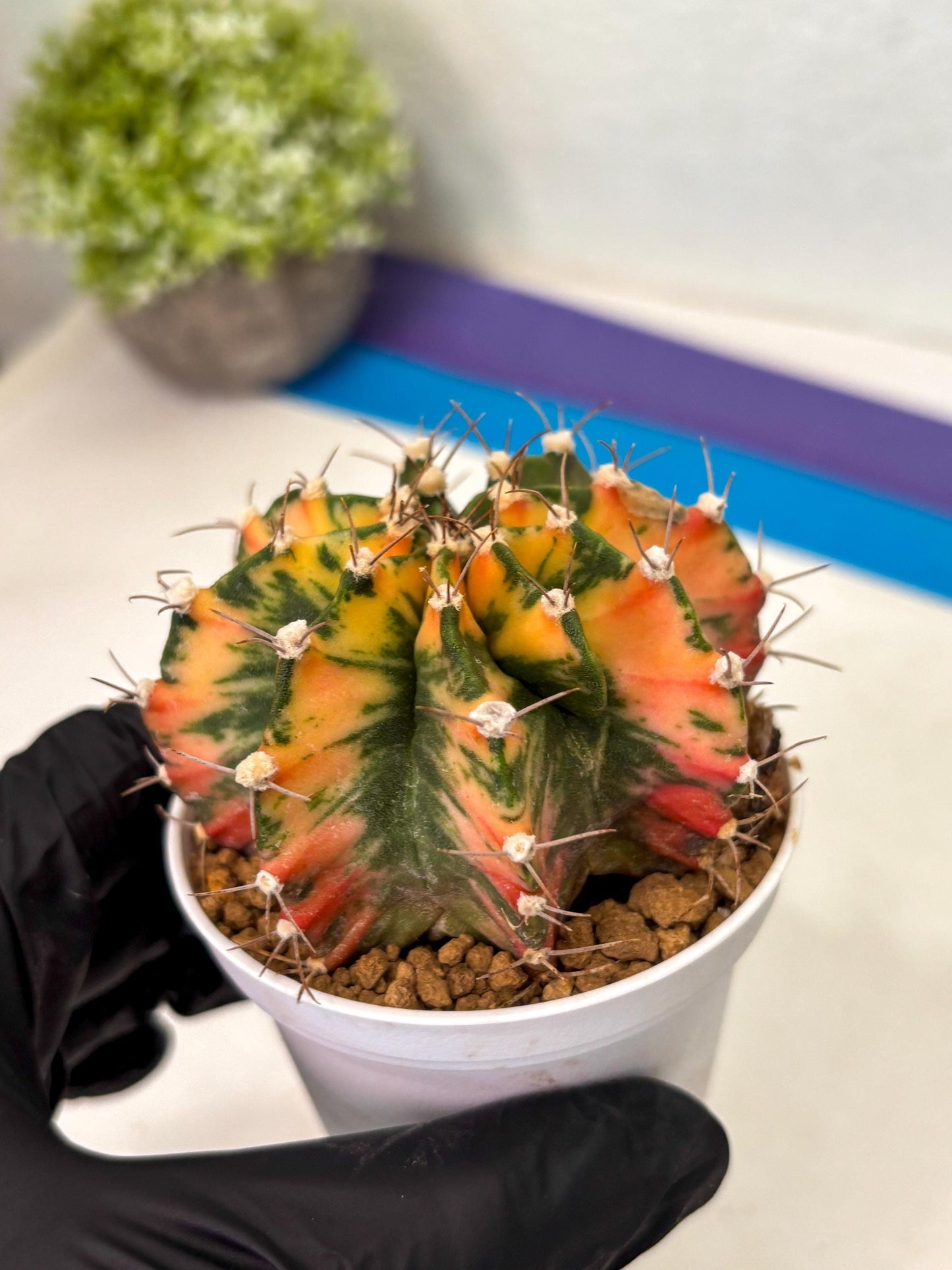 Gymnocalycium Mihanovichii (gy15) (g2) | Imported Plants