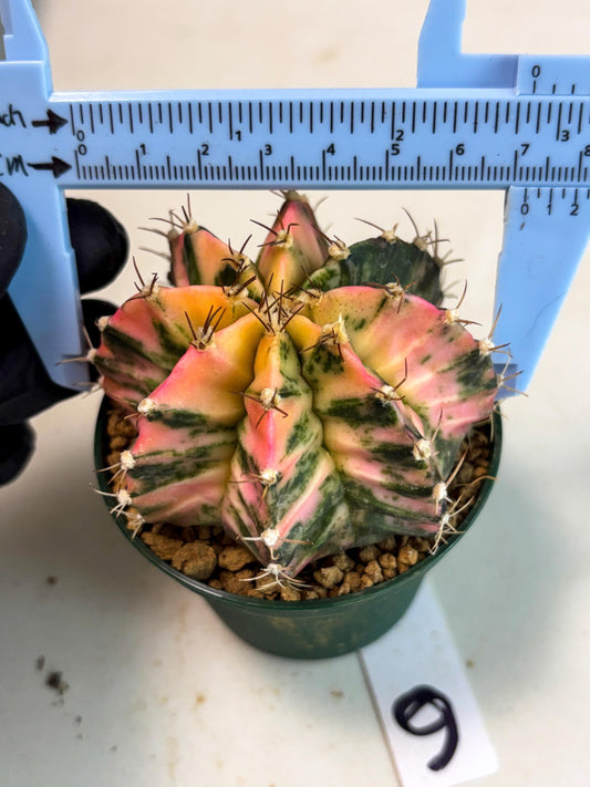 Gymnocalycium Mihanovichii (gy15) (g6) | Imported Plants