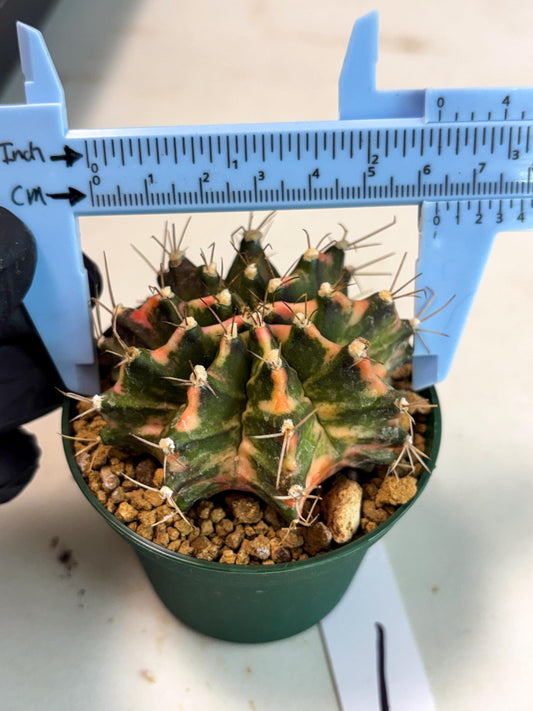 Gymnocalycium Mihanovichii (gy15) (y1) | Imported Plants
