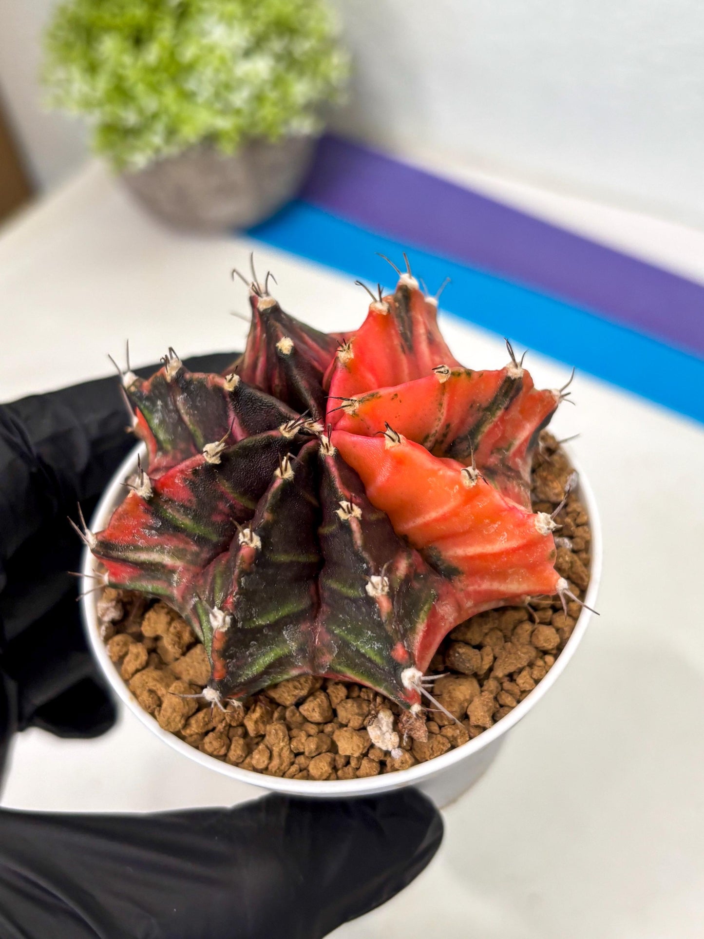Gymnocalycium Mihanovichii (gy15) (y2) | Imported Plants