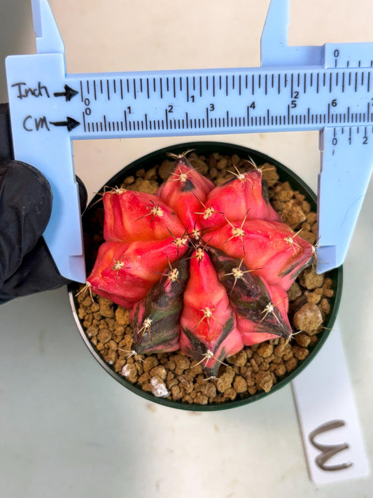 Gymnocalycium Mihanovichii (gy15) (y3) | Imported Plants
