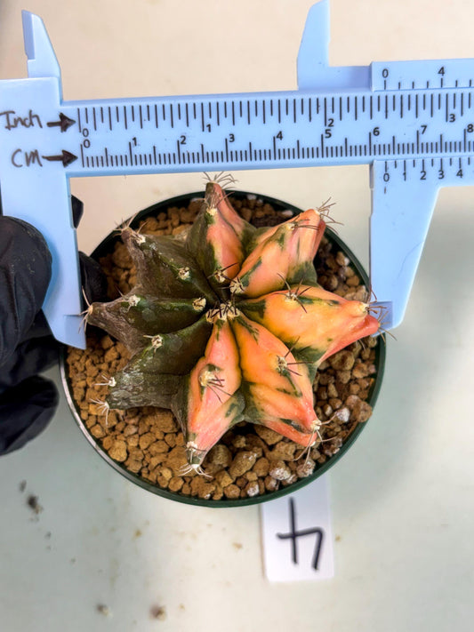 Gymnocalycium Mihanovichii (gy15) (y4) | Imported Plants