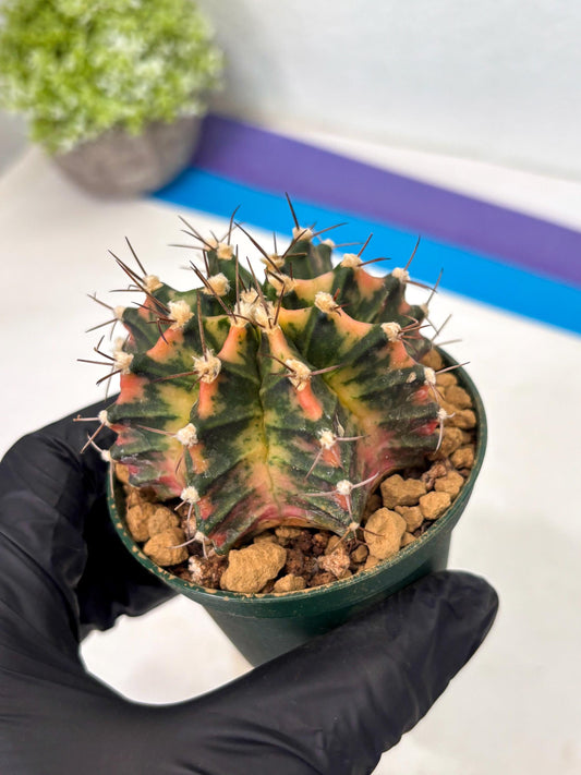 Gymnocalycium Mihanovichii (gy15) (y6) | Imported Plants