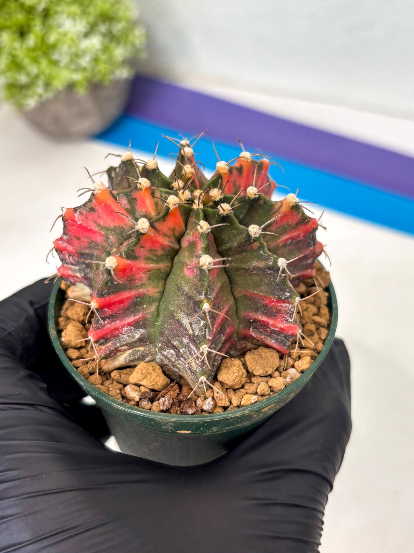 Gymnocalycium Mihanovichii (gy15) (y5) | Imported Plants