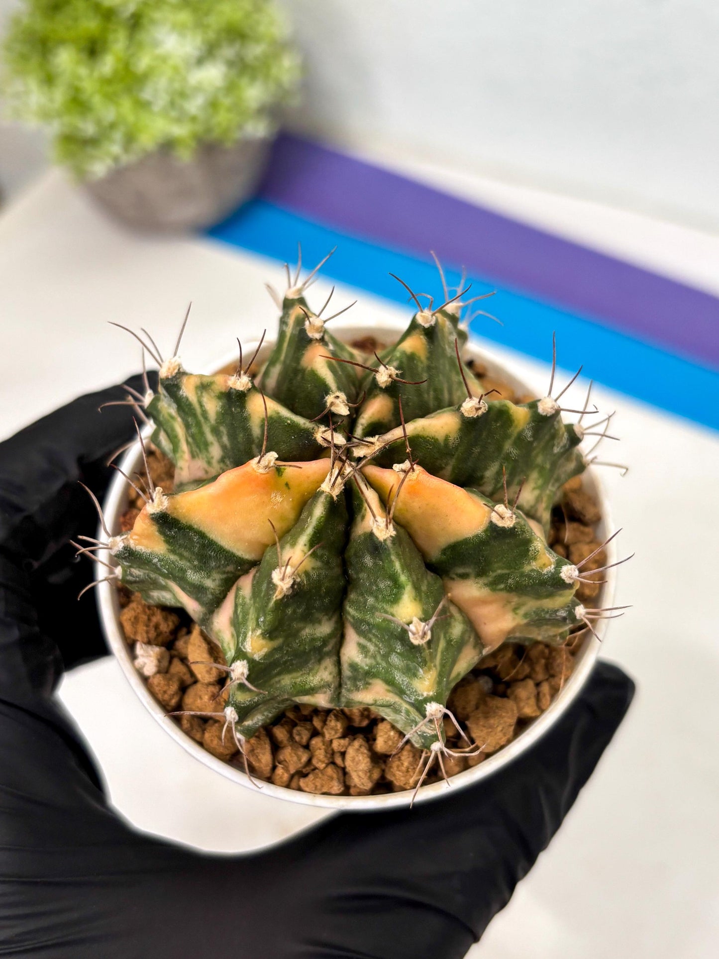 Gymnocalycium Mihanovichii (gy15) (y7) | Imported Plants